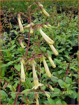 Phygelius rectus &#039;Lemon Teardrops&#039; | Kaapse fuchsia | Kapfuchsie