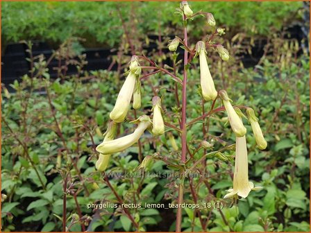 Phygelius rectus &#039;Lemon Teardrops&#039; | Kaapse fuchsia | Kapfuchsie