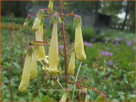 Phygelius rectus &#039;Lemon Teardrops&#039; | Kaapse fuchsia | Kapfuchsie