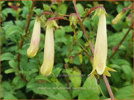 Phygelius rectus &#039;Lemon Teardrops&#039; | Kaapse fuchsia | Kapfuchsie