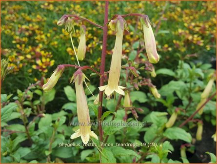 Phygelius rectus &#039;Lemon Teardrops&#039; | Kaapse fuchsia | Kapfuchsie