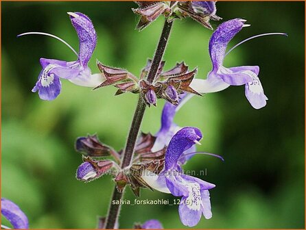 Salvia forskaohlei | Salie, Salvia | Salbei