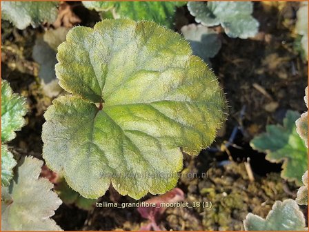 Tellima grandiflora &#039;Moorblut&#039; | Franjekelk, Mijterloof | Falsche Alraunwurzel