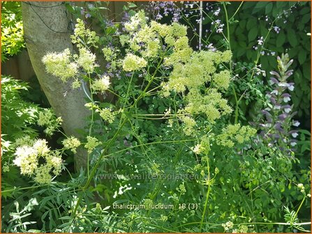 Thalictrum lucidum | Ruit | Gl&auml;nzende Wiesenraute