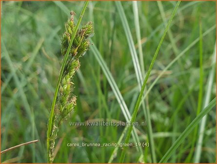 Carex brunnea &#039;Racing Green&#039; | Zegge | Br&auml;unliche Segge