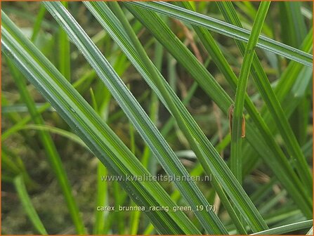 Carex brunnea &#039;Racing Green&#039; | Zegge | Br&auml;unliche Segge