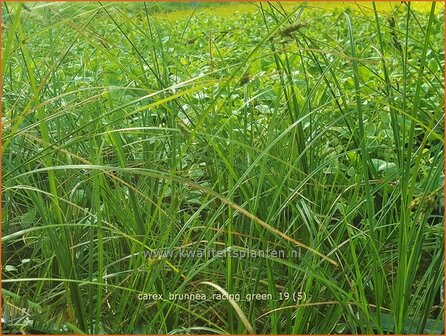 Carex brunnea &#039;Racing Green&#039; | Zegge | Br&auml;unliche Segge