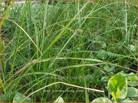 Carex brunnea &#039;Racing Green&#039; | Zegge | Br&auml;unliche Segge