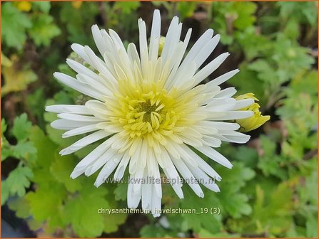 Chrysanthemum &#039;Havelschwan&#039; | Tuinchrysant, Chrysant | Herbstchrysantheme