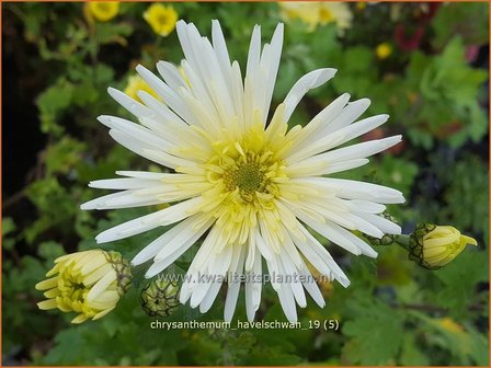 Chrysanthemum &#039;Havelschwan&#039; | Tuinchrysant, Chrysant | Herbstchrysantheme