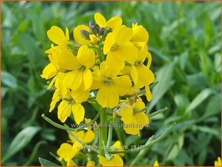 Erysimum &#039;Yellow Bird&#039; | Vaste muurbloem, Steenraket, Muurbloem | Sch&ouml;terich