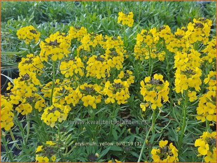 Erysimum &#039;Yellow Bird&#039; | Vaste muurbloem, Steenraket, Muurbloem | Sch&ouml;terich