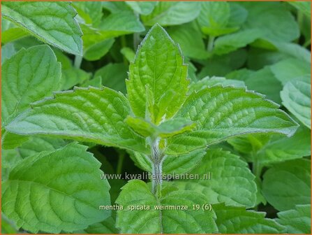 Mentha spicata &#039;Weinminze&#039; | Aarmunt, Groene munt, Kruizemunt, Munt | &Auml;hrige Minze