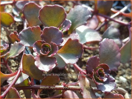 Sedum spurium &#039;Purple Winter&#039; | Kaukasische muurpeper, Roze vetkruid, Vetkruid | Kaukasus-Fettblatt