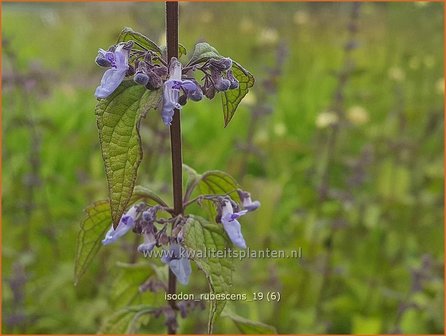 Isodon rubescens | Chinesische Buschnessel