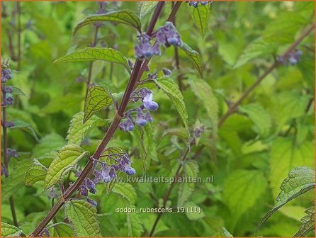 Isodon rubescens | Chinesische Buschnessel