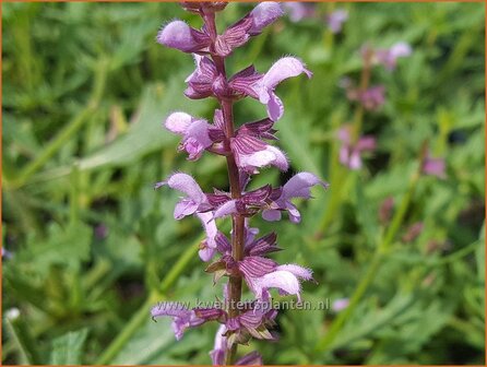 Salvia &amp;#39;Feathers Flamingo&amp;#39; | Salie, Salvia | Salbei