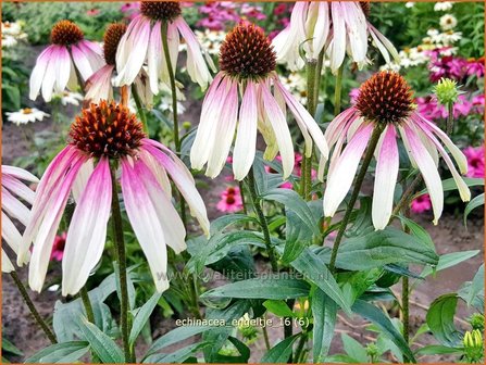 Echinacea purpurea &#039;Engeltje&#039; | Rode zonnehoed, Zonnehoed | Roter Sonnenhut