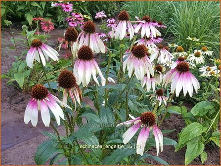 Echinacea purpurea &#039;Engeltje&#039; | Rode zonnehoed, Zonnehoed | Roter Sonnenhut