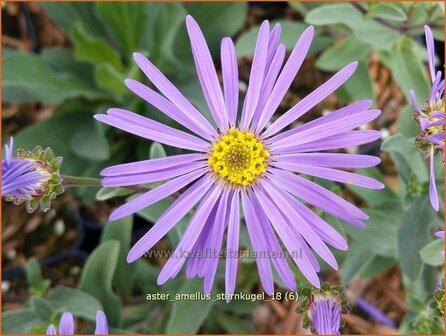 Aster amellus &#039;Sternkugel&#039; | Bergaster, Aster | Bergaster