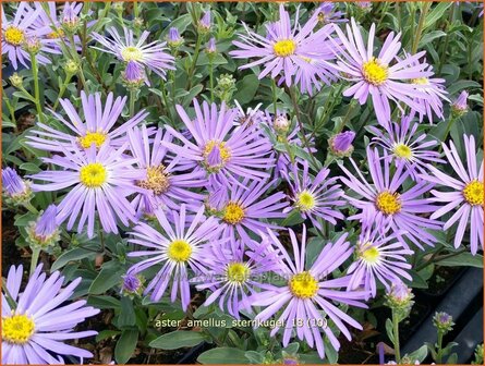 Aster amellus &#039;Sternkugel&#039; | Bergaster, Aster | Bergaster