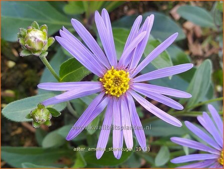 Aster amellus &#039;Sternkugel&#039; | Bergaster, Aster | Bergaster