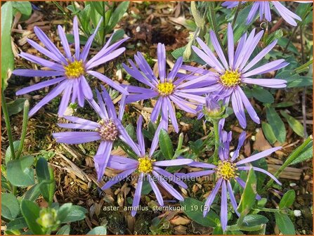 Aster amellus &#039;Sternkugel&#039; | Bergaster, Aster | Bergaster