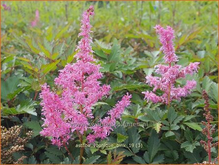 Astilbe &#039;Younique Pink&#039; | Pluimspirea, Spirea | Prachtspiere