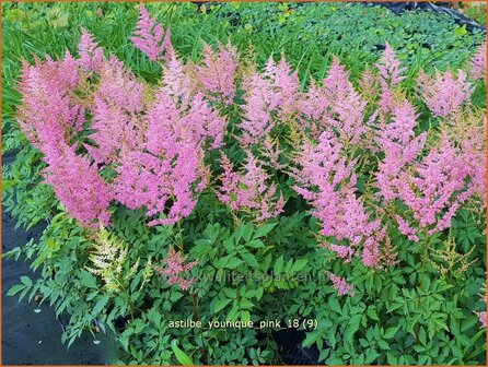 Astilbe &#039;Younique Pink&#039; | Pluimspirea, Spirea | Prachtspiere