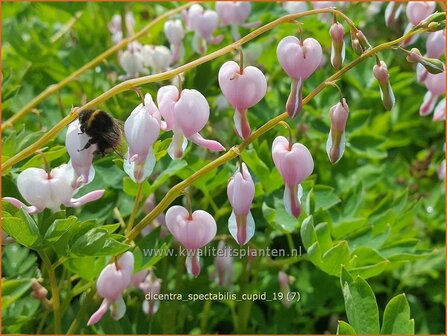 Dicentra spectabilis &#039;Cupid&#039; | Gebroken hartje, Tranend hartje | Hohe Herzblume