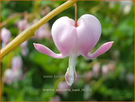 Dicentra spectabilis &#039;Cupid&#039; | Gebroken hartje, Tranend hartje | Hohe Herzblume