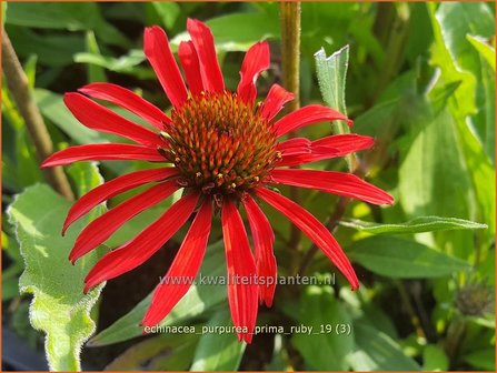 Echinacea purpurea &#039;Prima Ruby&#039; | Rode zonnehoed, Zonnehoed | Roter Sonnenhut