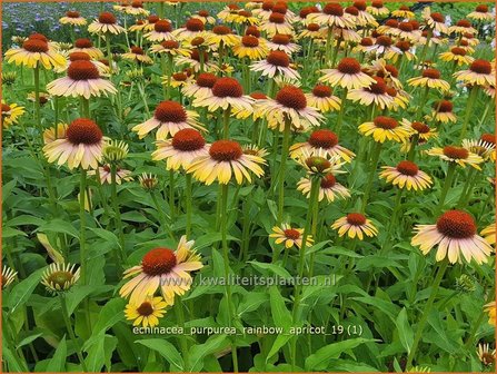 Echinacea purpurea &#039;Rainbow Apricot&#039; | Rode zonnehoed, Zonnehoed | Roter Sonnenhut