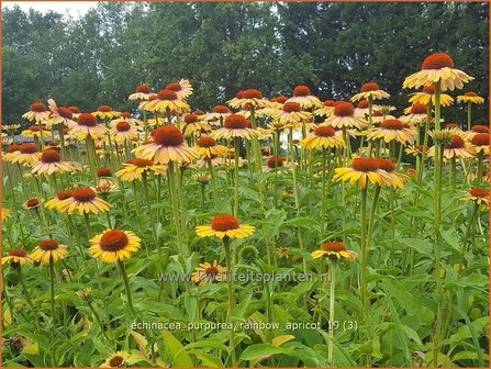 Echinacea purpurea &#039;Rainbow Apricot&#039; | Rode zonnehoed, Zonnehoed | Roter Sonnenhut