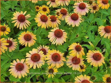 Echinacea purpurea &#039;Rainbow Apricot&#039; | Rode zonnehoed, Zonnehoed | Roter Sonnenhut