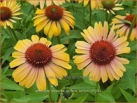 Echinacea purpurea &#039;Rainbow Apricot&#039; | Rode zonnehoed, Zonnehoed | Roter Sonnenhut