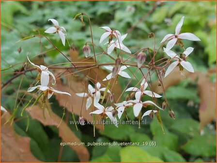 Epimedium pubescens &#039;Bl&uuml;tentanz&#039; | Elfenbloem | Flaumhaarige Elfenblume