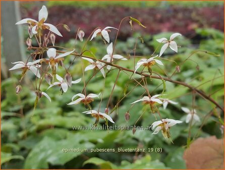 Epimedium pubescens &#039;Bl&uuml;tentanz&#039; | Elfenbloem | Flaumhaarige Elfenblume