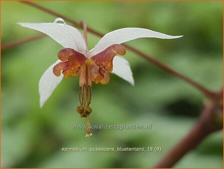 Epimedium pubescens &#039;Bl&uuml;tentanz&#039; | Elfenbloem | Flaumhaarige Elfenblume