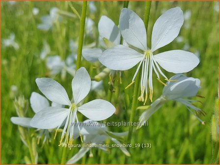 Gaura lindheimeri &#039;Snowbird&#039; | Prachtkaars, Vlinderkruid | Prachtkerze