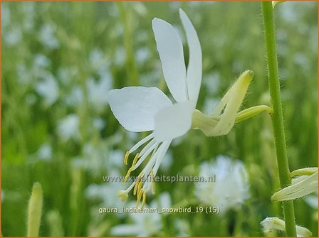 Gaura lindheimeri &#039;Snowbird&#039; | Prachtkaars, Vlinderkruid | Prachtkerze