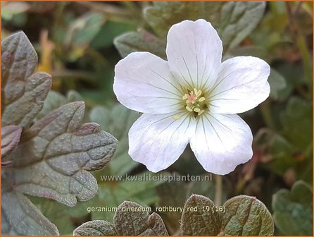 Geranium &#039;Rothbury Red&#039; | Ooievaarsbek, Tuingeranium | Storchschnabel