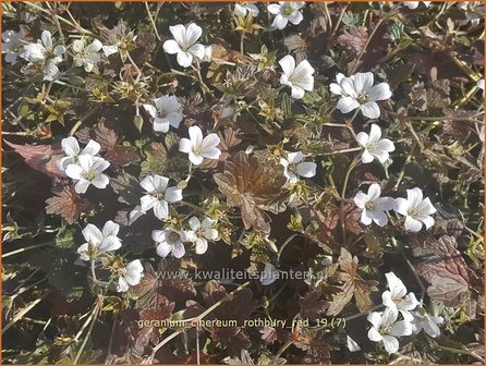 Geranium &#039;Rothbury Red&#039; | Ooievaarsbek, Tuingeranium | Storchschnabel