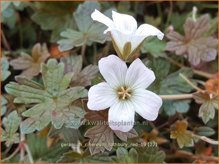 Geranium &#039;Rothbury Red&#039; | Ooievaarsbek, Tuingeranium | Storchschnabel