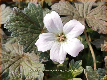 Geranium &#039;Rothbury Red&#039; | Ooievaarsbek, Tuingeranium | StorchschnabelGeranium &#039;Rothbury Red&#039; | Ooievaarsbek