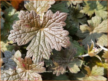 Geranium &#039;Rothbury Red&#039; | Ooievaarsbek, Tuingeranium | Storchschnabel