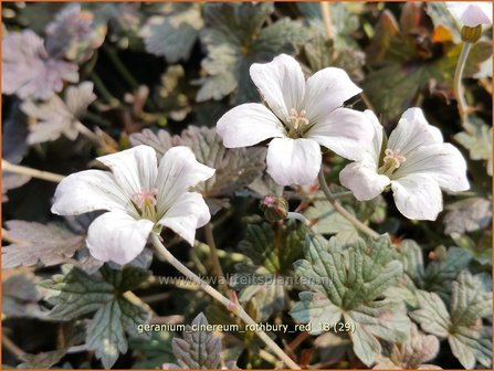 Geranium &#039;Rothbury Red&#039; | Ooievaarsbek, Tuingeranium | Storchschnabel