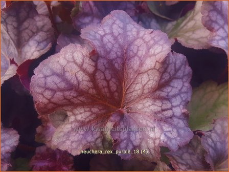 Heuchera &#039;Rex Purple&#039; | Purperklokje | Purpurgl&ouml;ckchen