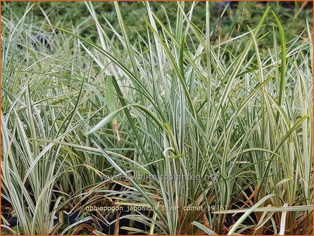 Ophiopogon japonicus &#039;Silver Comet&#039; | Japans slangengras, Tempelgras, Slangenbaard | Japanischer Schlangenbart