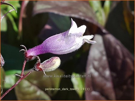 Penstemon digitalis &#039;Dark Towers&#039; | Slangenkop, Schildpadbloem | Fingerhutf&ouml;rmiger Bartfaden